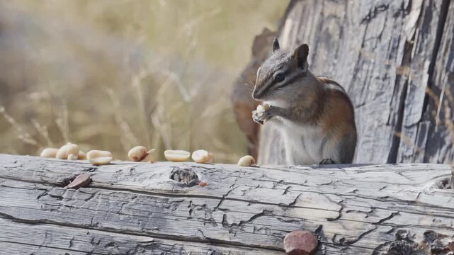 Close up of a chipmunk eating nuts and holding the nuts in it's hands