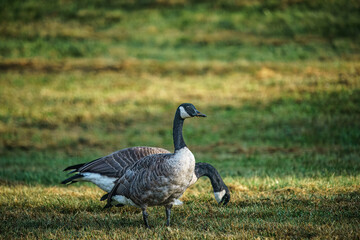 Canada Geese in the Field