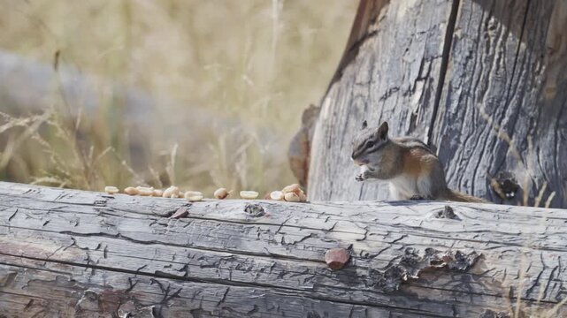 Least chipmunk eating nuts on a log 
