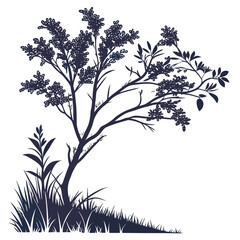 magellan barberry tree with leaves