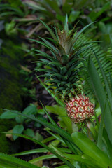 Developing Pineapple (Ananas comosus) Fruit