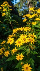 Obraz premium Yellow flowers in a garden