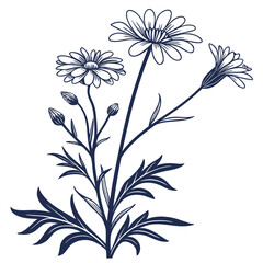 flannel actinotus minor lesser vector