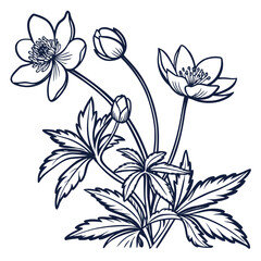 flannel actinotus minor lesser with leaves