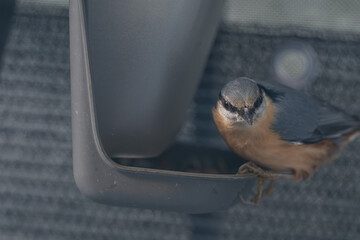 Unexpected Passenger: Curious Nuthatch Hides Inside