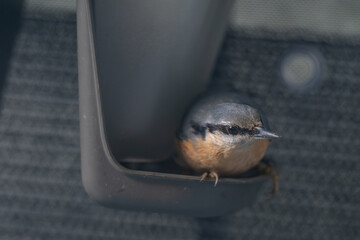 Unexpected Passenger: Curious Nuthatch Hides Inside
