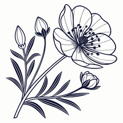 flannel actinotus helianthi with leaves