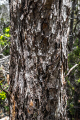 Obraz premium Bark of a Tree on the Pu'upua'i Devastation Trail on Big Island, HI