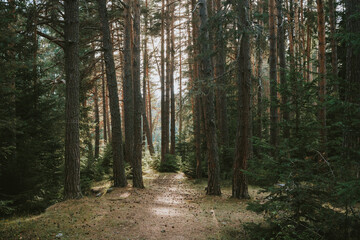 Fototapeta premium path in the forest