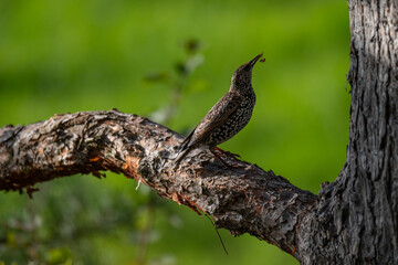 Framed by Nature: Starling with a Fresh Catch