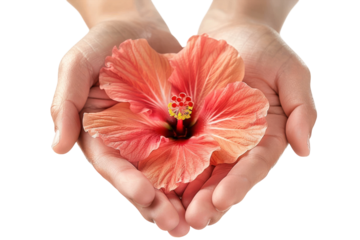 Delicate hands cradle a vibrant hibiscus flower against a soft, neutral background