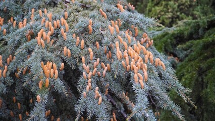 spruce branch with cones