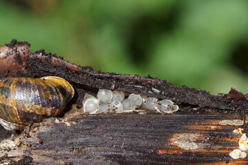 Snail or slug eggs (Gastropoda)onder under a loose bark of a piece of wood and a Garden snail (Cornu aspersum). October, Netherlands