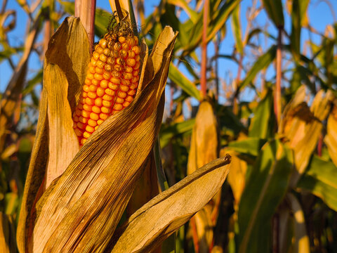 A ripe corn cob in the warm evening light