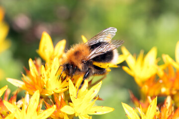Tree bumblebee, Bombus hypnorum, on a flower.