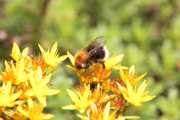 Tree bumblebee, Bombus hypnorum, on a flower.