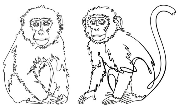 Purple faced langur monkey couple line art, minimalist wildlife