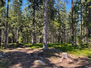 Pine tree forest near the village of Srni in Sumava National Park, Sumava Region, Czech Republic.
