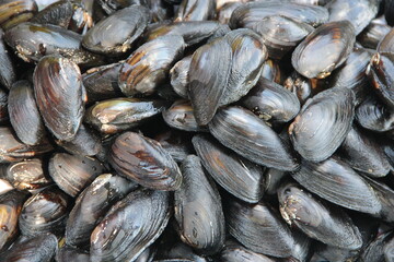 Fresh blue Mussels just caught on the seashore.Fresh river Mussels ready to cook