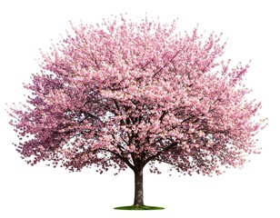 Fototapeta premium Vibrant cherry blossom tree against a plain white background