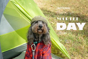 Black, golden doodle dog puppy dressed in flannel shirt and a cap in front of a green tent. ...