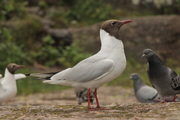 Side profile of seagull in park