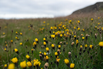 Vibrant field of yellow wildflowers in a lush green landscape, showcasing nature's beauty and tranquility, with a soft focus on the foreground and distant hills in the background