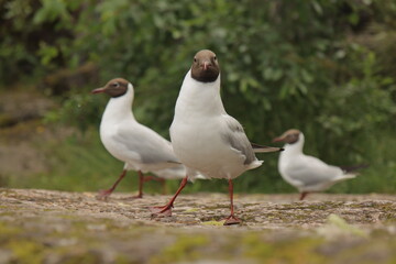 Curious seagull looking into the camera