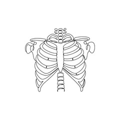 Rib cage skeleton, anatomical illustration of human ribs and part of the spine in minimal line art style