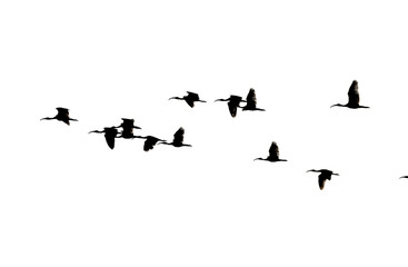 Flying Pelican Silhouette Vector Illustration – Black and White Bird in Flight Isolated on White Background for Wildlife, Nature, and Animal Design Projects
