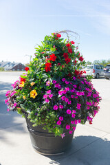 Colorful summer flowers in a large black pot on a sunny day in the park