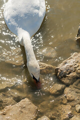 white wild beautiful swan feeding in lake at sunny day. close up