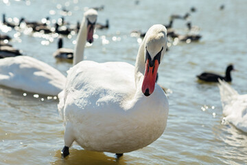 white wild beautiful swan swimming in lake at sunny day. close up