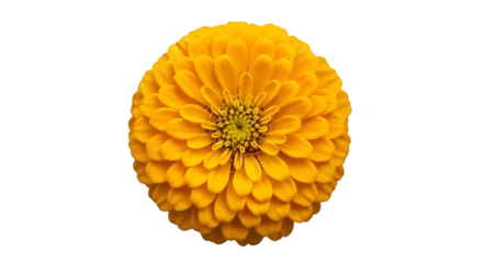 Fototapete Rund Dahlie Closeup of a vibrant yellow dahlia flower isolated on transparent background  © KHADIZA