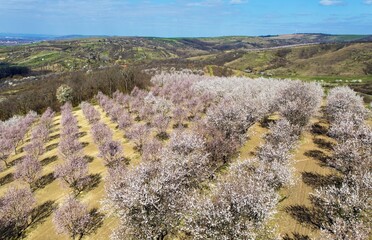 Almond orchard, blossoming pink almond orchard