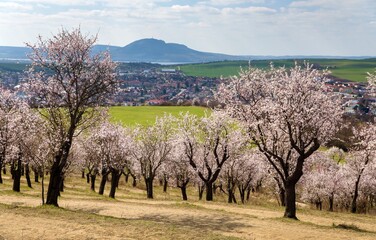 Almond orchard, pink almond orchard and Pavlov hills