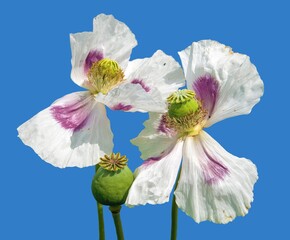 opium poppy white flower papaver somniferum isolated
