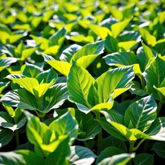 Obraz premium Lush green tobacco leaves dominate a sun-drenched field, showcasing vibrant growth and healthy foliage, farming, rich green, landscape