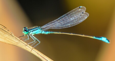 Blue dragonfly Enallagma cyathigerum common damselfly