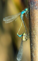 Blue dragonfly Enallagma cyathigerum