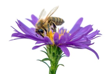 bee or honeybee Apis Mellifera isolated on white