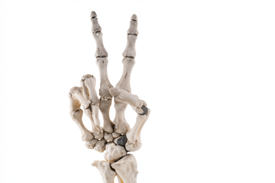 Skeleton hand making a peace sign bone fingers in a V shape isolated on a white background