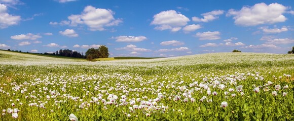 flowering opium poppy field white papaver somniferum
