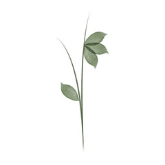 Obraz premium This is a simple watercolor drawing. A single stem is shown with leaves. The colors are shades of green, done in a watercolor style.