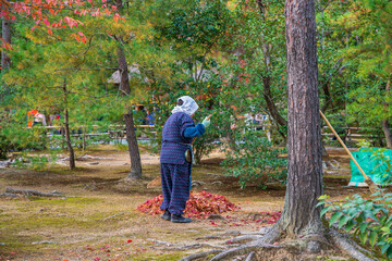 Asian woman sweep the leaves at Rokuon-ji shrine in Kyoto. Japan