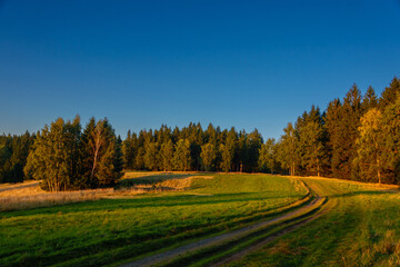 picturesque landscape with dense forest and country road at sunset