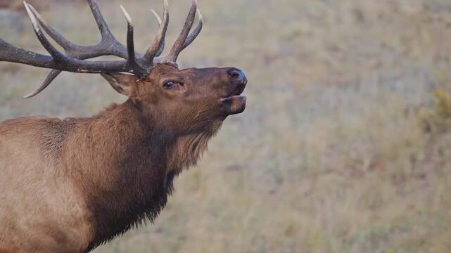 Bull elk with head  back bugling