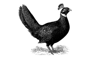 a black and white drawing of a bird with a distinctive crestbird, black, cock, drawing, floor, illustration, pheasant, stand, tail, white 