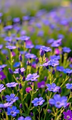 Obraz premium Serene blue flower field, blossoms in soft focus, vibrant hues, natural beauty, idyllic landscape, colorful, day