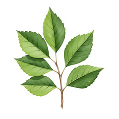 A detailed artistic watercolor painting of a single branch bearing vibrant green leaves, a beautiful and realistic representation of nature.